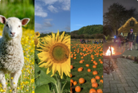 collage with attractions of forge mill farm. animals, sunflower, pumpkins and events can be seen
