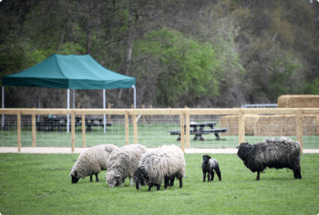 Animals grazing in forge mill farm