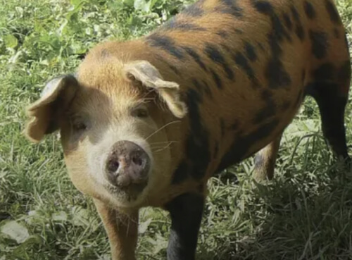 OXFORD SANDY & BLACK PIGS