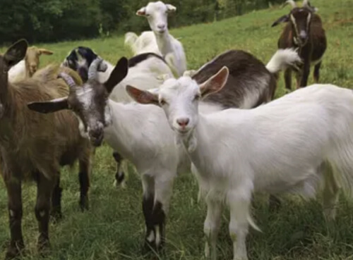 DAIRY GOATS