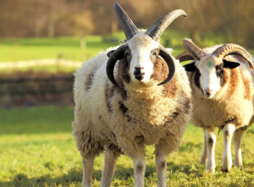 JACOB SHEEP