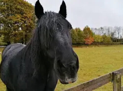 SONNY THE HORSE
