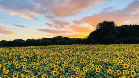 Sunflowers of Sandwell