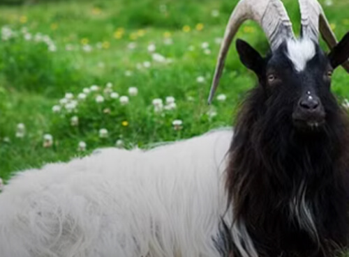 BAGOT GOAT