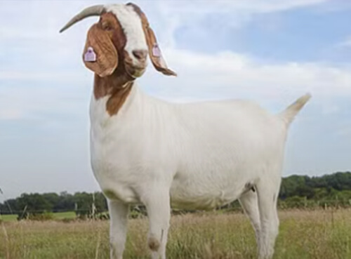 BOER GOATS