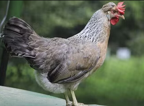 CREAM LEGBAR CHICKENS