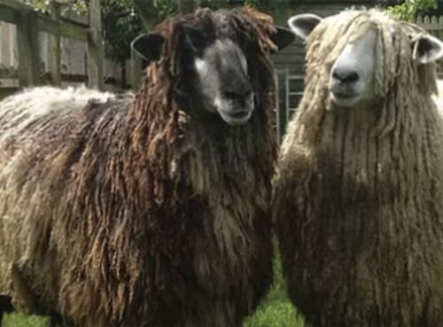 LEICESTER LONGWOOL SHEEP