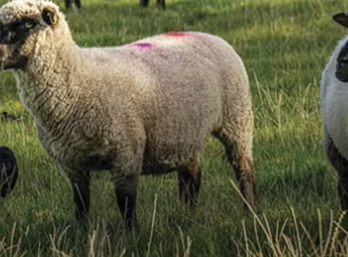 SHROPSHIRE SHEEP