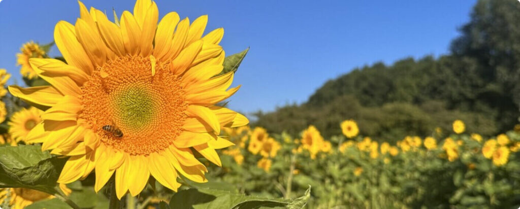A large sunflower with a bee perched on its vibrant petals, symbolizing nature's beauty during Sunflower Weekends 2024.