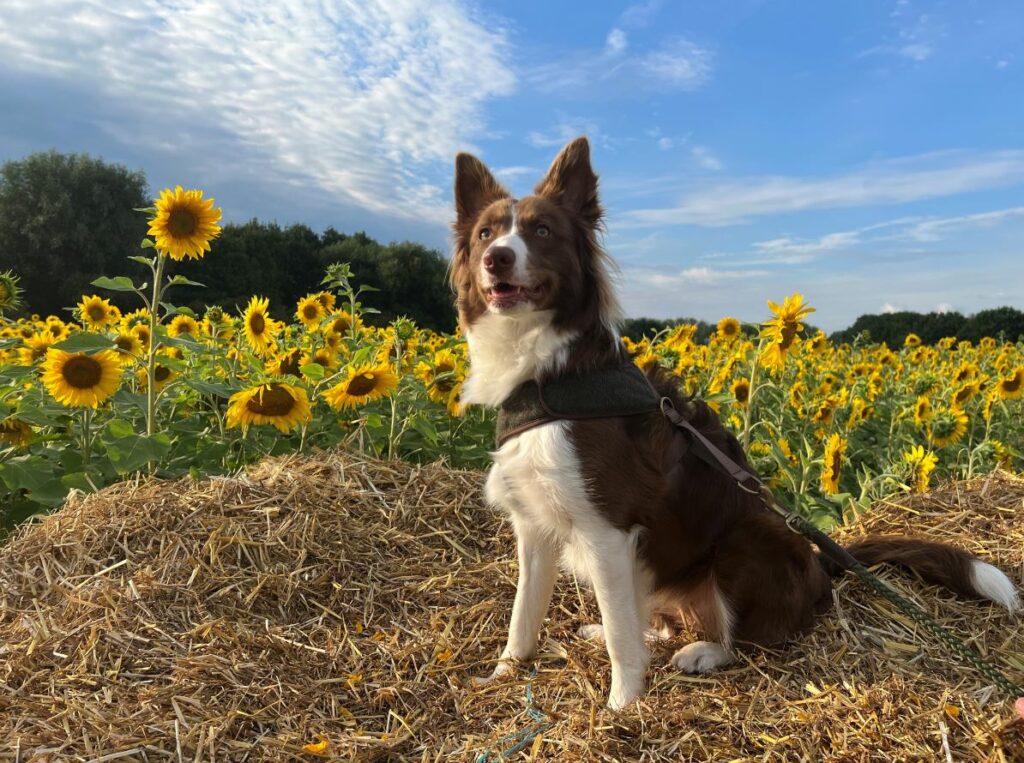 A dog sitting amidst vibrant sunflowers during sunset, creating a serene and picturesque scene.