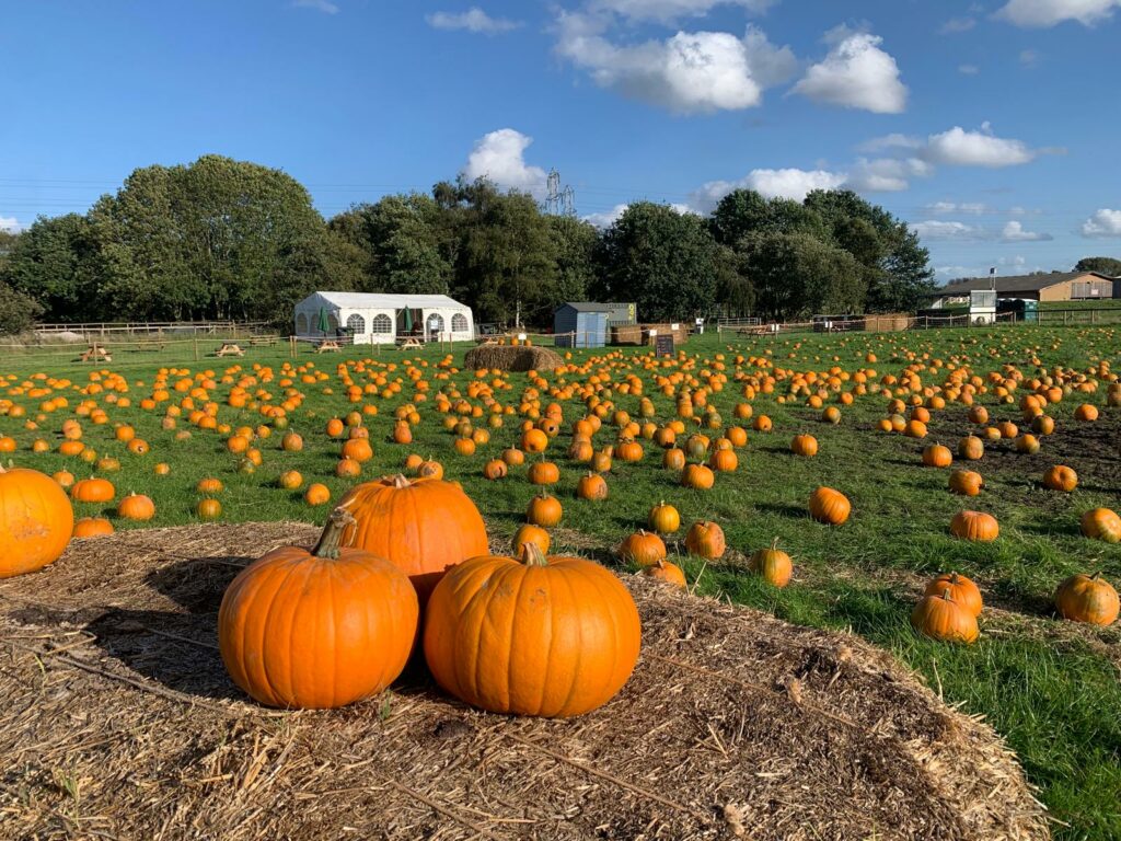 Pumpkins scattered in a field alongside hay bales and a rustic barn, capturing the essence of autumn at Forge Mill Farm.