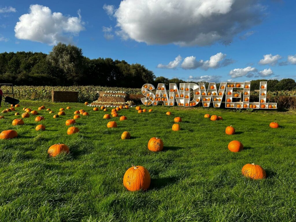 A vibrant pumpkin patch at Sandwell, perfect for family outings and educational experiences in a scenic farm setting.