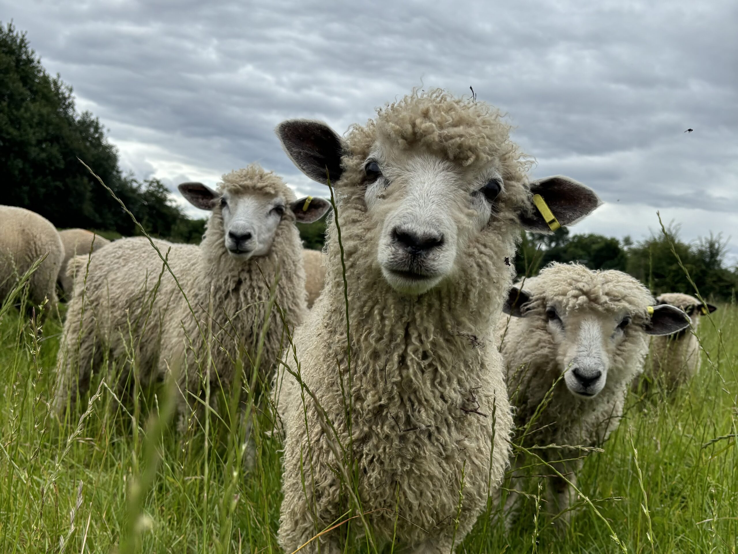 Sheep grazing peacefully in a lush field, part of a collection of over 300 animals at a Rare Breeds sanctuary.