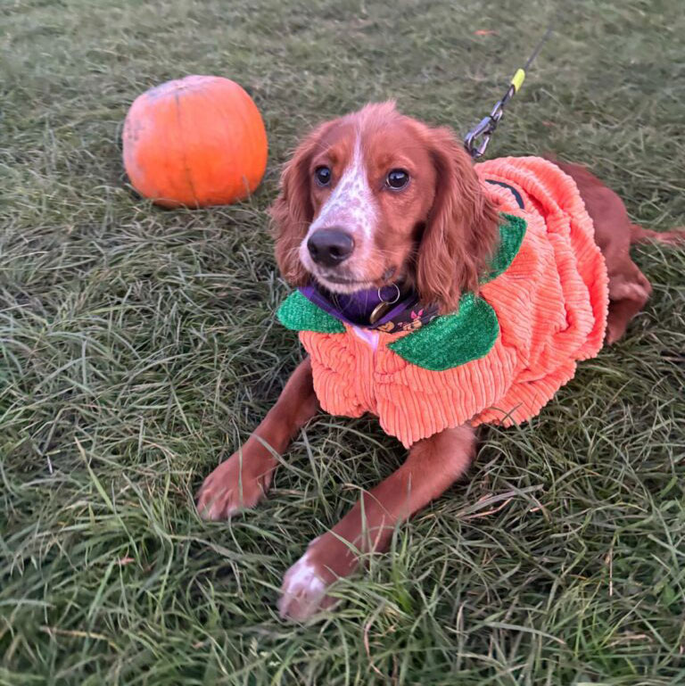 Dog After Hours - Pumpkin