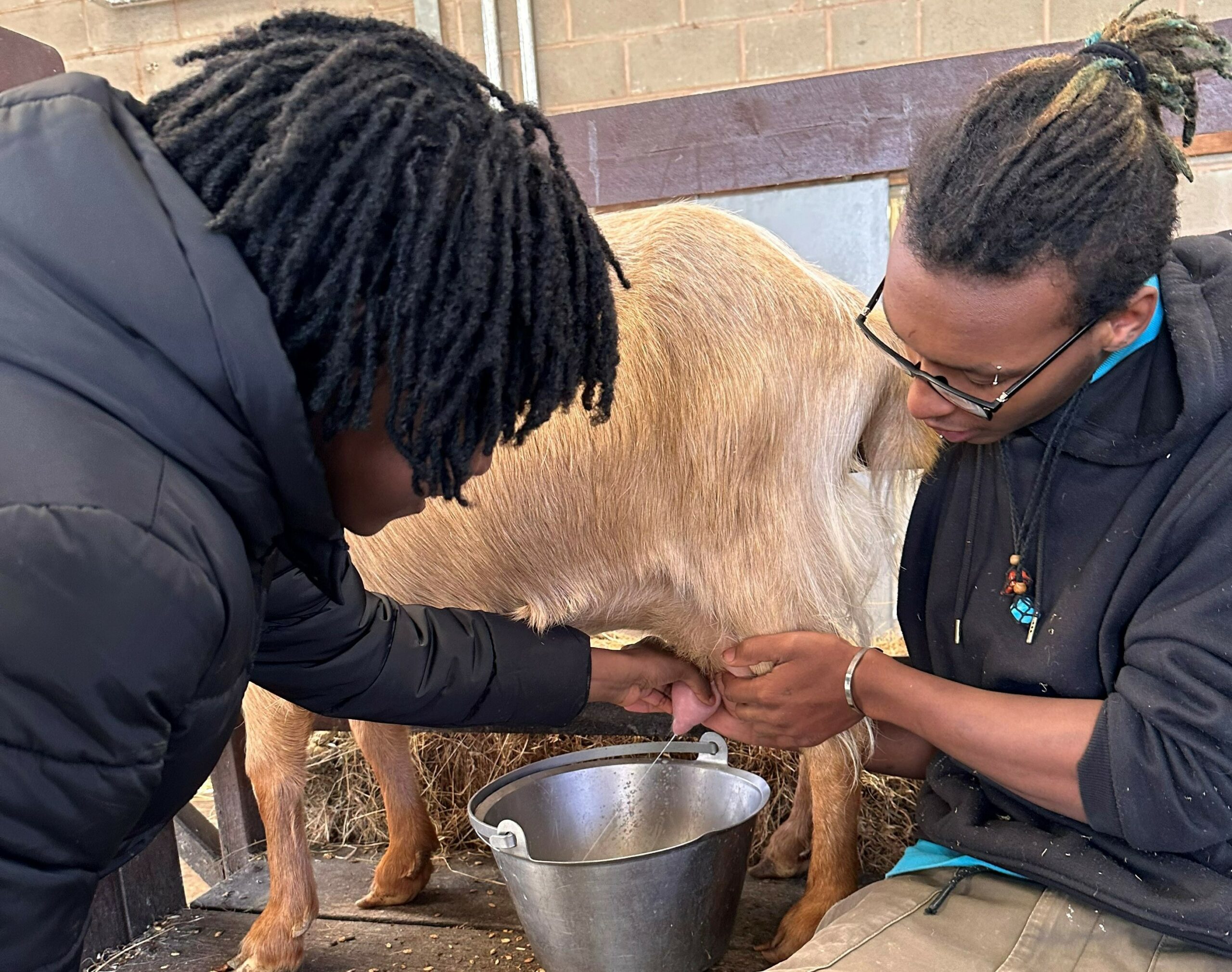 Two people gently pet a goat inside a cozy barn, surrounded by a welcoming atmosphere for animal interactions.