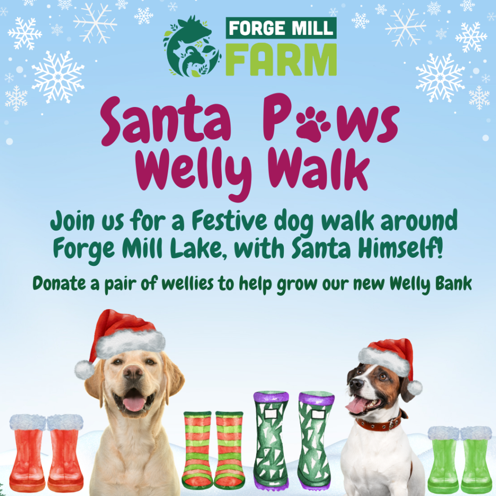 Santa Paws Welly Walk