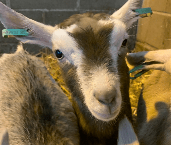 A close-up of a young goat with ear tags, standing in a barn with a straw-covered floor. Its curious expression is highlighted by the warm indoor lighting.