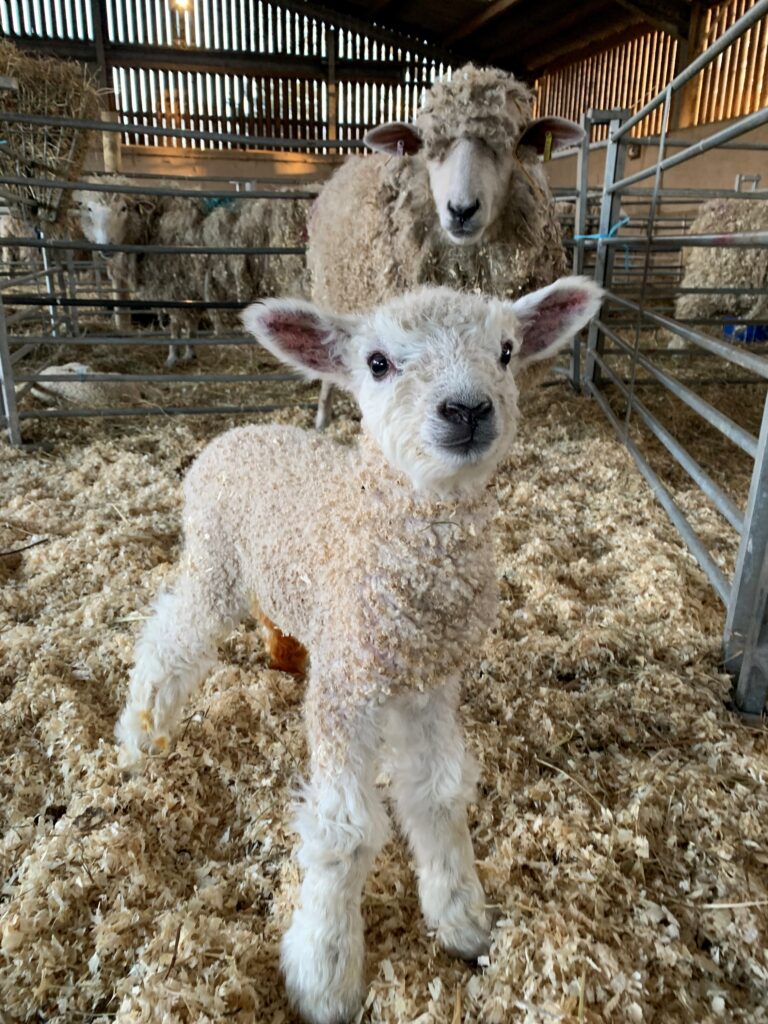 A fluffy lamb stands in straw bedding inside a barn, with a sheep behind it. The setting is warm and rustic, with a sense of innocence and care.
