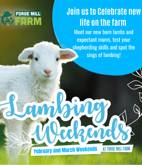 A welcoming website showcasing lambing weekends, featuring adorable lambs and family-friendly activities for visitors.