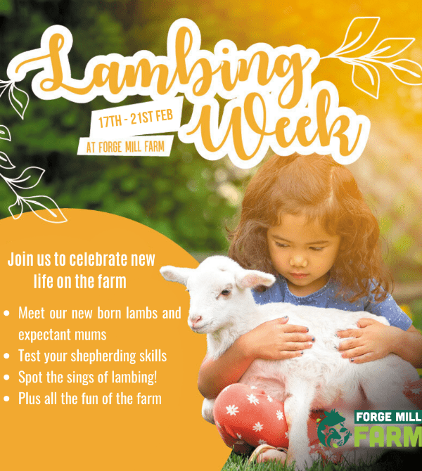 A child joyfully holds a lamb, featured on a vibrant flyer highlighting the best events of the week.