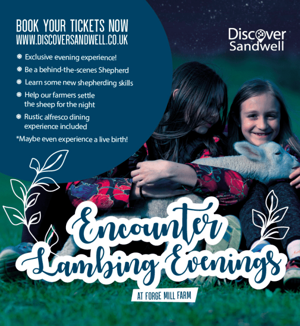 Lambing evenings at Sandwell, showcasing newborn lambs and their mothers in a serene farm setting.