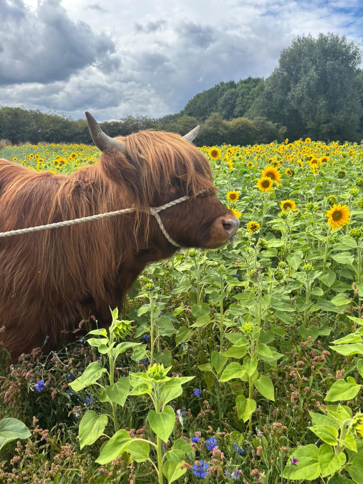 Highland Cow Sunflower Evening VIP Event 2025 Forge Mill Farm highland-cow-sunflower-evening-vip-event-2025-forge-mill-farm