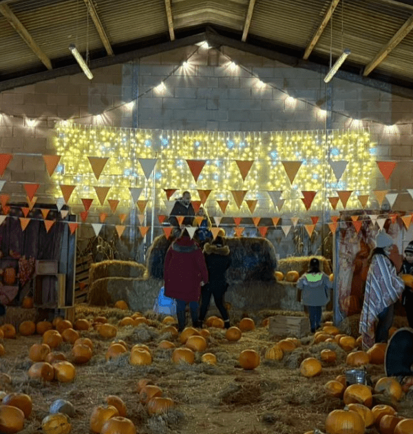 Pumpkin picking at Forge Mill Farm