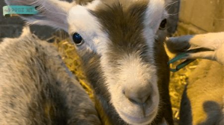 A close-up of a young goat with ear tags, standing in a barn with a straw-covered floor. Its curious expression is highlighted by the warm indoor lighting.