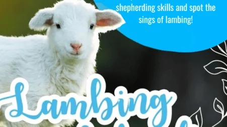 A welcoming website showcasing lambing weekends, featuring adorable lambs and family-friendly activities for visitors.