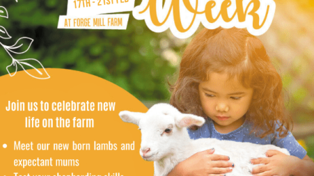 A child joyfully holds a lamb, featured on a vibrant flyer highlighting the best events of the week.