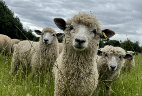 Sheep grazing peacefully in a lush field, part of a collection of over 300 animals at a Rare Breeds sanctuary.