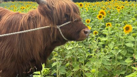 Sunflower high