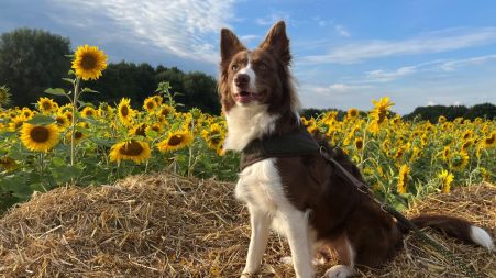 Dogs Night- Sunflowers at Sunset!!! Bring your four legged friends to explore the Sunflower patch as the sun goes down, get some awesome photos in golden hour, while you enjoy a drink & snack from the pop up bar. For the Pooches, Visit the Doggy Pick and Mix stand to get them their own special treats for the night, or even indulge in some doggy ice cream or all new puppicinos!
