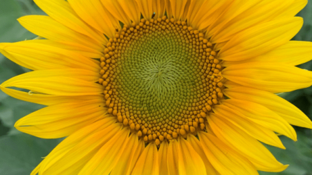 sunflower sunset